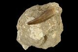 Fossil Plesiosaur (Zarafasaura) Tooth - Morocco #116937-1